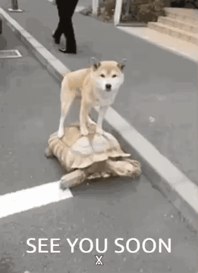 A Dog Is Standing On Top Of A Turtle On The Side Of A Road . GIF