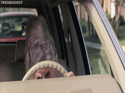 A Dog Is Sticking Its Head Out Of The Steering Wheel Of A Car With The Words Trendizisst Above It GIF