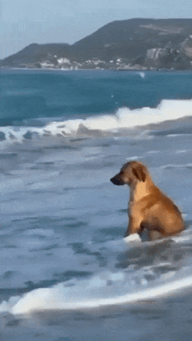 A Dog Is Swimming In The Ocean On A Sunny Day GIF