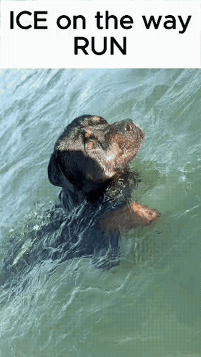 A Dog Is Swimming In The Water With The Words `` Ice On The Way Run '' Written Above It . GIF
