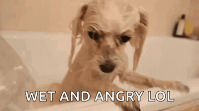 A Dog Is Taking A Bath In A Bathtub With The Words Wet And Angry Lol Written On The Bottom . GIF
