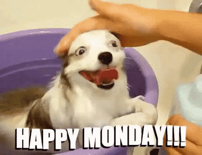 A Dog Is Taking A Bath In A Purple Bowl With The Words Happy Monday Written On It . GIF