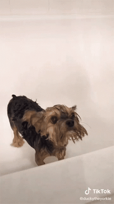 A Dog Is Taking A Bath In A Tub With A Tik Tok Watermark GIF