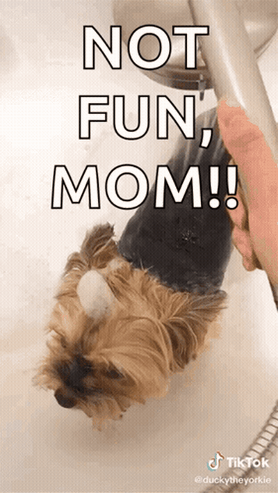 A Dog Is Taking A Bath With The Caption " Not Fun Mom !! " GIF