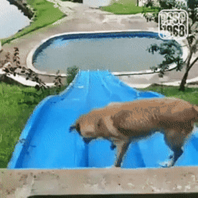 A Dog Is Walking Down A Blue Water Slide In Front Of A Pool .. GIF