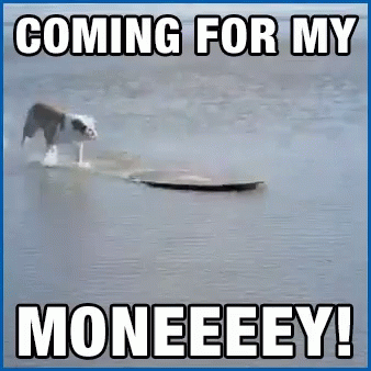 A Dog Is Walking On A Skateboard In The Water With The Caption Coming For My Moneeeey GIF