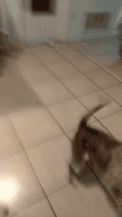 A Dog Is Walking On A Tiled Floor And Looking At The Camera GIF