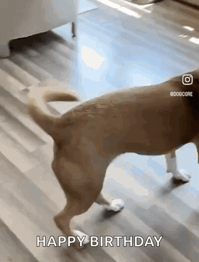 A Dog Is Walking On A Wooden Floor And The Caption Says Happy Birthday GIF