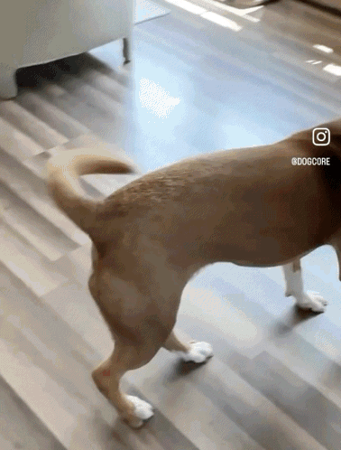 A Dog Is Walking On A Wooden Floor With A Dogcore Logo On The Back GIF