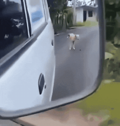 A Dog Is Walking On The Side Of The Road In The Rear View Mirror Of A Car GIF