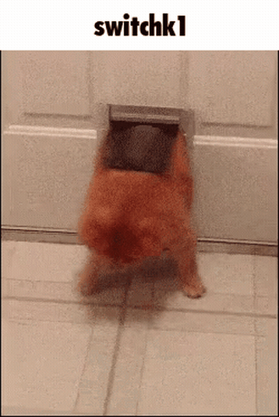 A Dog Is Walking Through A Door With The Words Switchk1 Above It . GIF