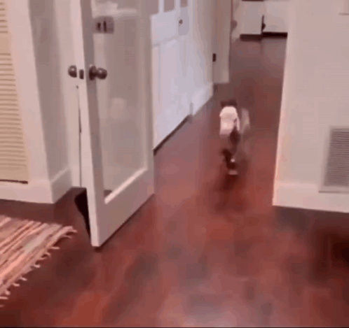A Dog Is Walking Through A Hallway In A House . GIF