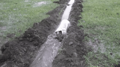 A Dog Is Walking Through A Muddy Drain In A Field . GIF