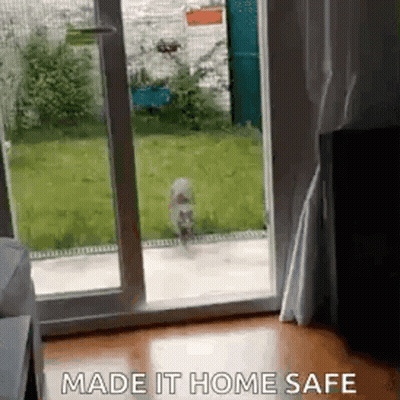 A Dog Is Walking Through A Sliding Glass Door . GIF