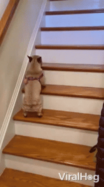 A Dog Is Walking Up A Set Of Wooden Stairs With The Words Viralhog Below It GIF