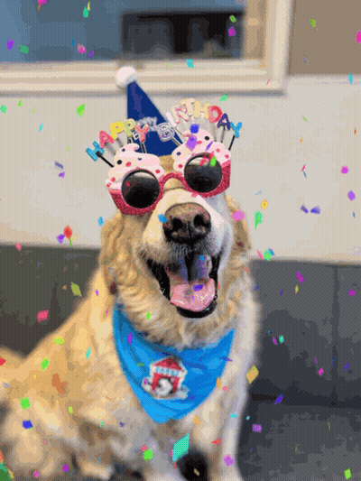 A Dog Is Wearing A Birthday Hat And Sunglasses GIF