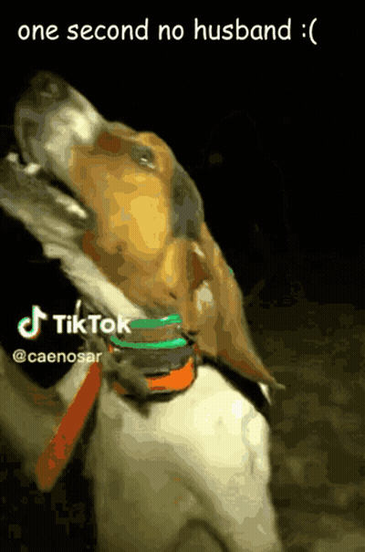 A Dog Is Wearing A Collar That Says Tiktok On It GIF