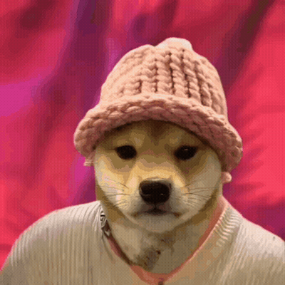 A Dog Is Wearing A Pink Hat And Sweater GIF