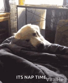 A Dog Is Wrapped In A Blanket And Says It 'S Nap Time Viralhog GIF
