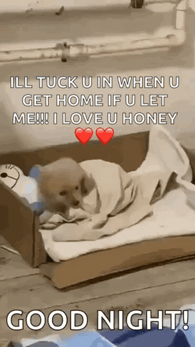 A Dog Is Wrapped In A Blanket In A Cardboard Box And Says Good Night GIF