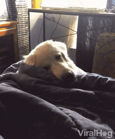 A Dog Is Wrapped In A Blanket On A Bed With The Words Viralhog Written On The Bottom GIF