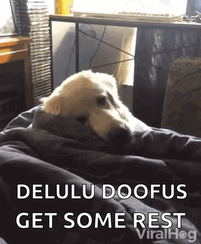 A Dog Is Wrapped In A Blanket With The Caption Delulu Doofus Get Some Rest GIF