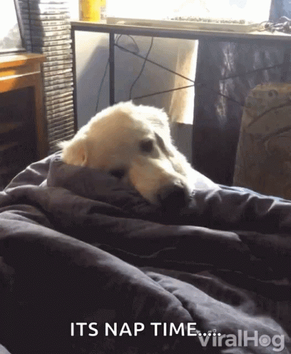 A Dog Is Wrapped In A Blanket With The Caption " Its Nap Time Viralhog " GIF