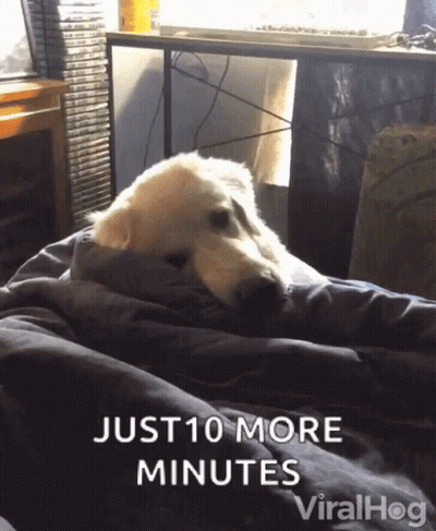 A Dog Is Wrapped In A Blanket With The Words Just 10 More Minutes GIF