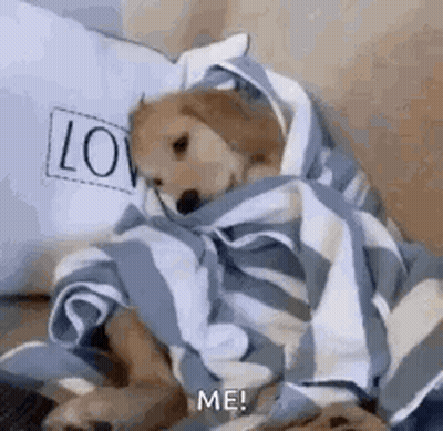 A Dog Is Wrapped In A Blue And White Striped Blanket On A Bed . GIF