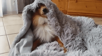 A Dog Is Wrapped In A Fluffy Blanket And Sleeping On The Floor . GIF
