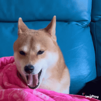 A Dog Is Yawning While Laying On A Blue Couch GIF