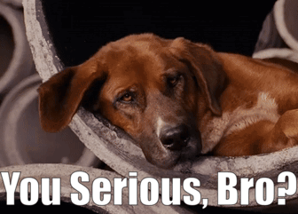 A Dog Laying Down With The Words You Serious Bro GIF