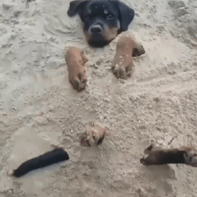A Dog Laying In The Sand With Its Paws Out GIF
