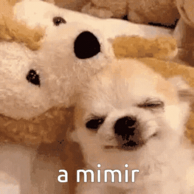 A Dog Laying Next To A Stuffed Animal With The Words A Mimir Written On The Bottom GIF