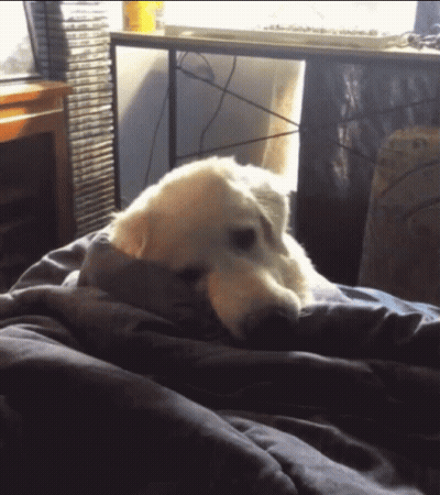 A Dog Laying On A Bed With A Blanket GIF