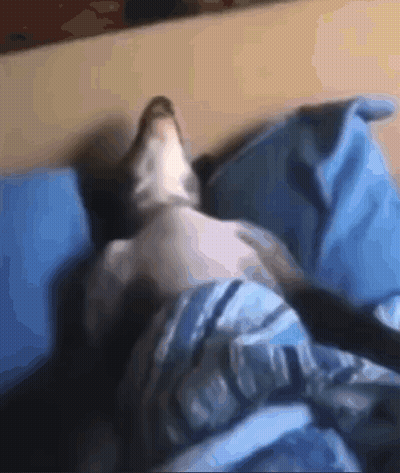 A Dog Laying On A Bed With A Blue Blanket GIF