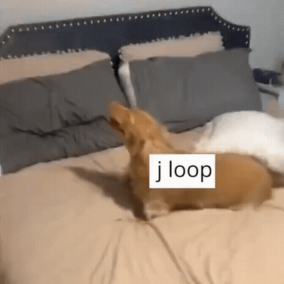 A Dog Laying On A Bed With A Label That Says J Loop On It GIF