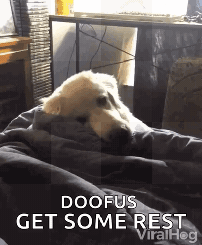 A Dog Laying On A Bed With The Words Doofus Get Some Rest GIF
