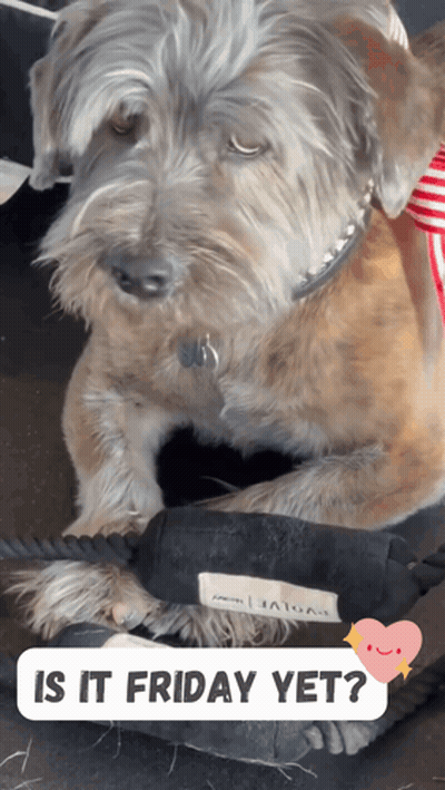 A Dog Laying On A Bed With The Words " Is It Friday Yet " On The Bottom GIF