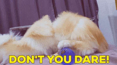 A Dog Laying On A Blanket With The Words " Do N't You Dare " Above It GIF