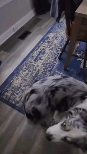 A Dog Laying On A Blue And White Rug GIF