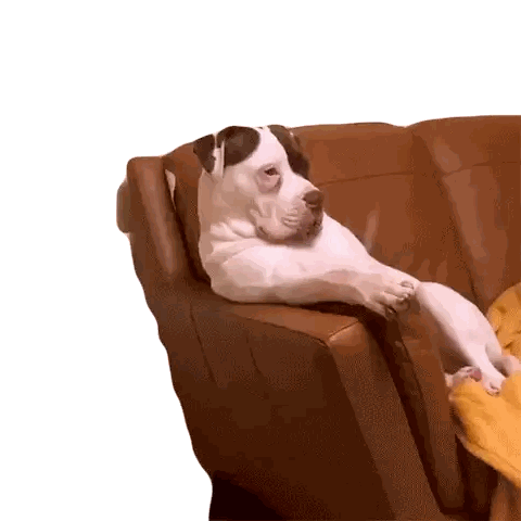 A Dog Laying On A Brown Leather Couch Sticker