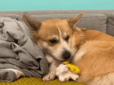 A Dog Laying On A Couch With A Blanket And A Toy In Its Mouth GIF