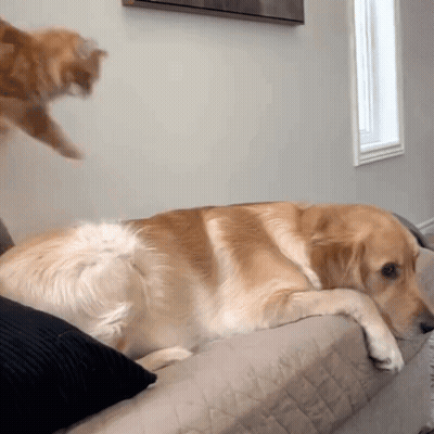 A Dog Laying On A Couch With A Cat Jumping On It GIF