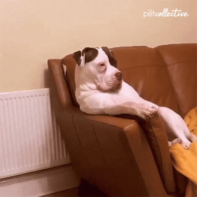 A Dog Laying On A Couch With The Petcollective Written On The Corner GIF