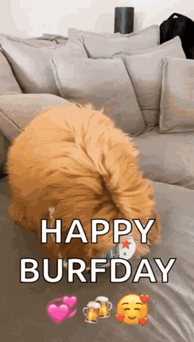 A Dog Laying On A Couch With The Words `` Happy Burfday '' Written On It . GIF