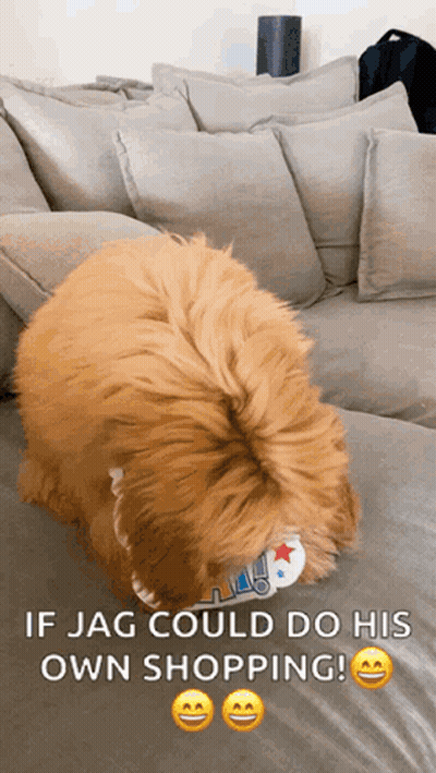 A Dog Laying On A Couch With The Words If Jag Could Do His Own Shopping Below It GIF