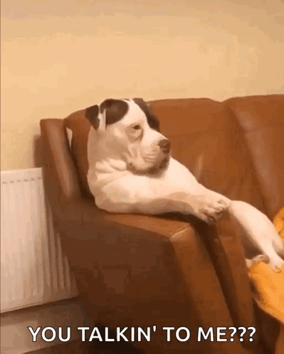 A Dog Laying On A Couch With The Words You Talkin ' To Me ? GIF