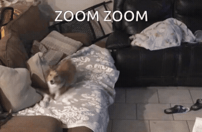 A Dog Laying On A Couch With Zoom Zoom Written On The Top GIF