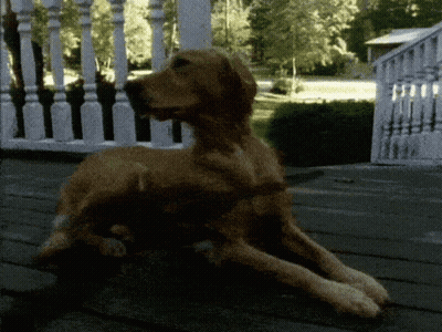 A Dog Laying On A Porch With A White Railing Behind It GIF